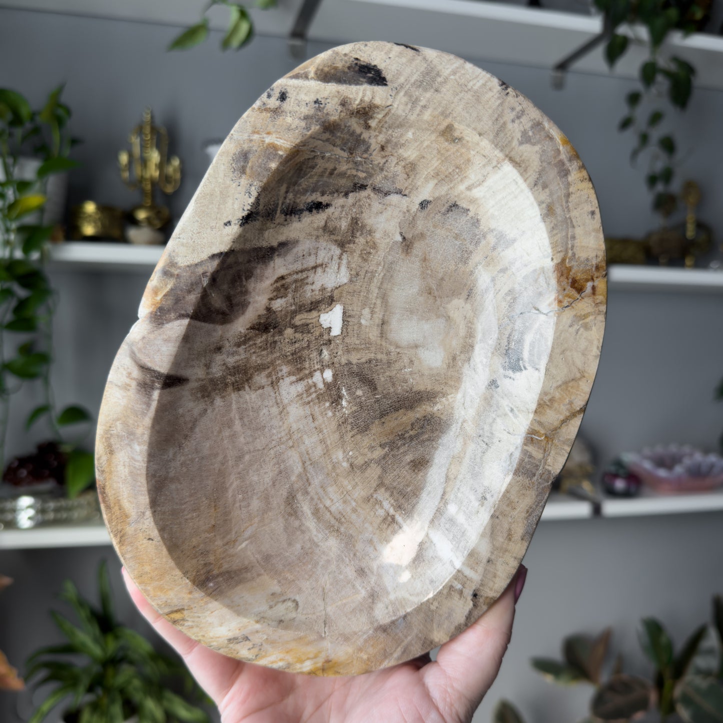 Petrified Wood Bowl | 001