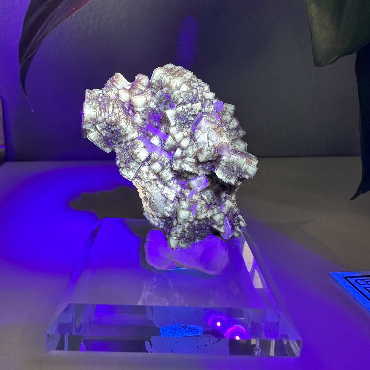 UV Reactive Fluorite with Celestite