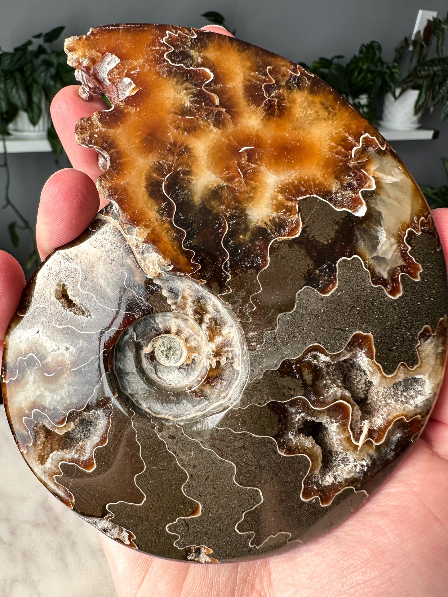 Ammonite