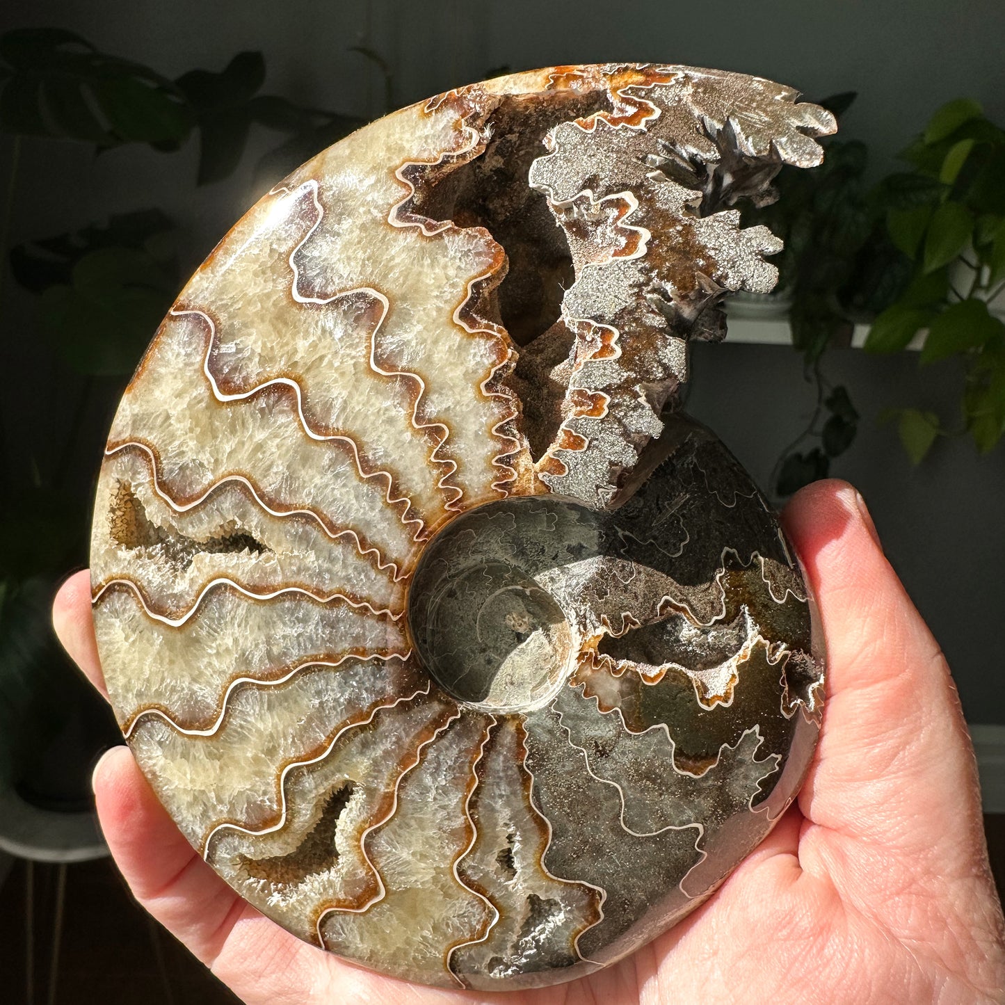 Ammonite