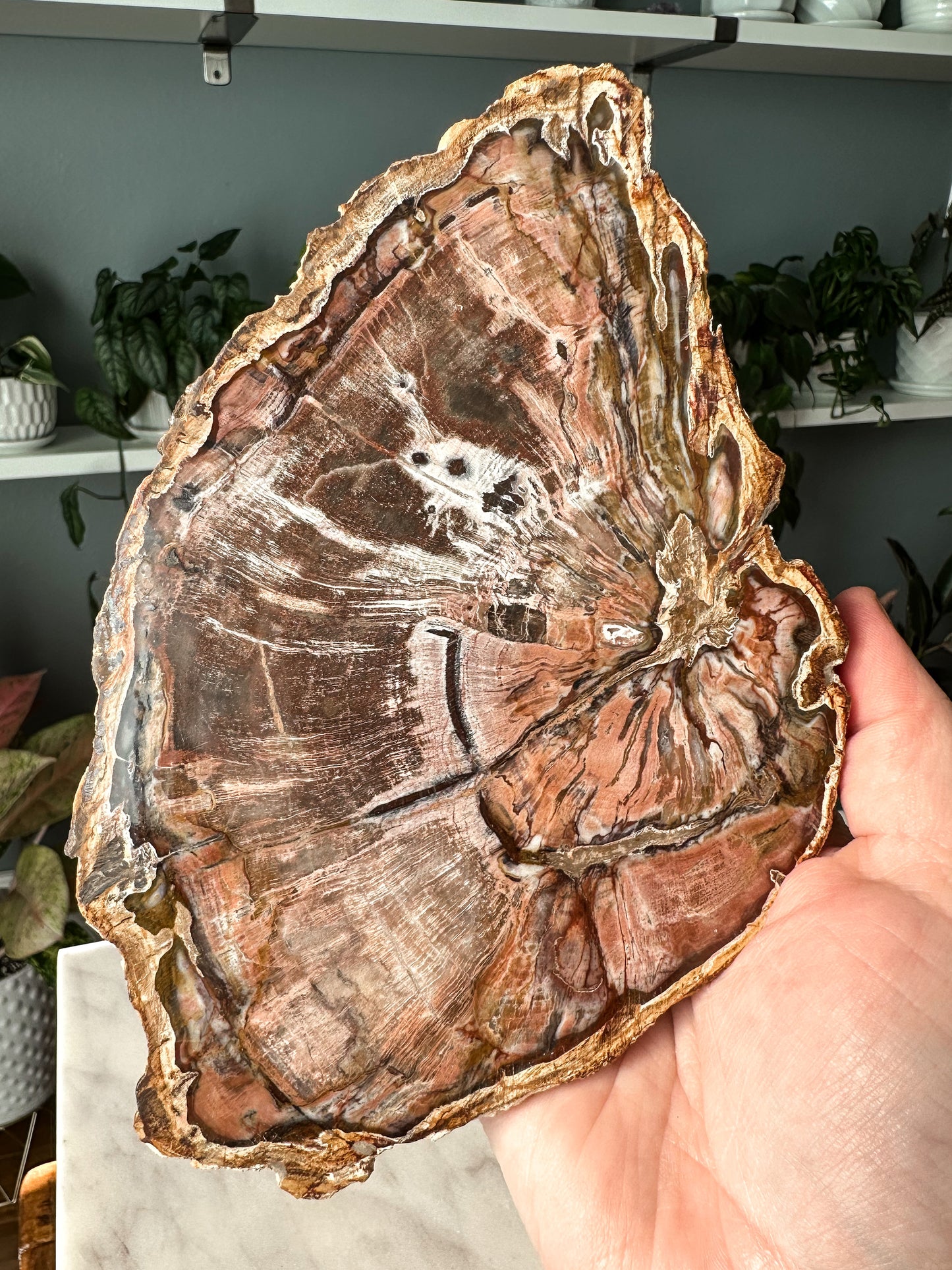 Pink Petrified Wood Slab