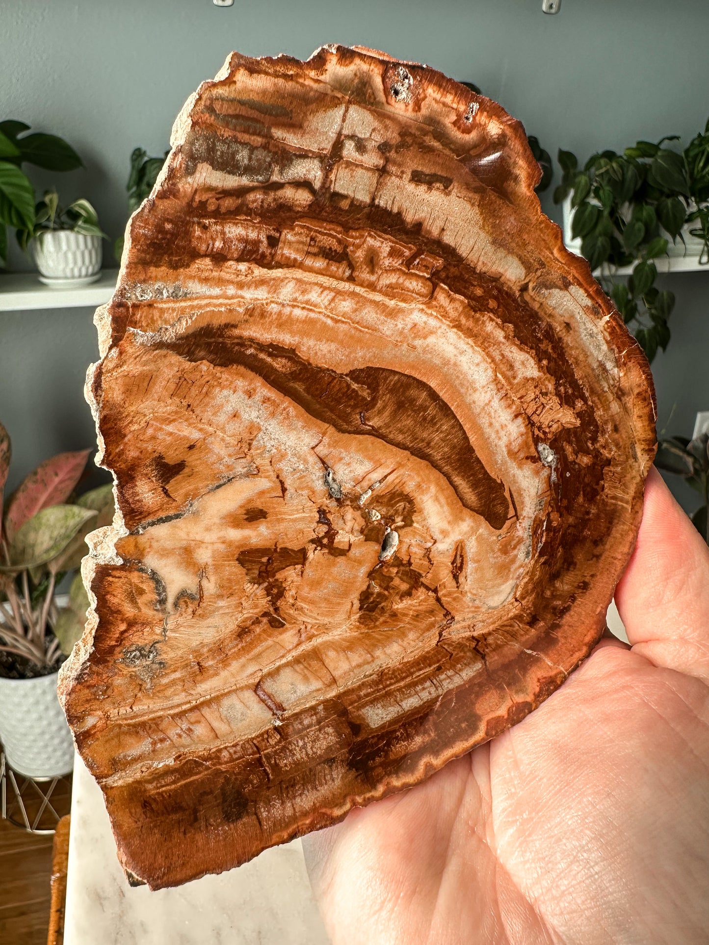 Petrified Wood Slab