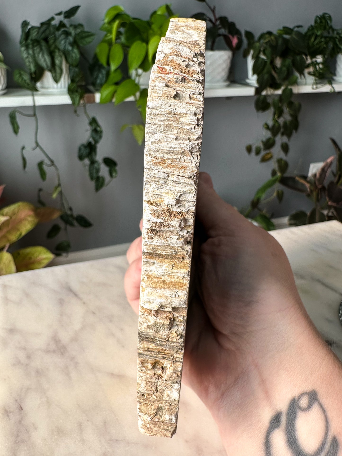 Petrified Wood Slab