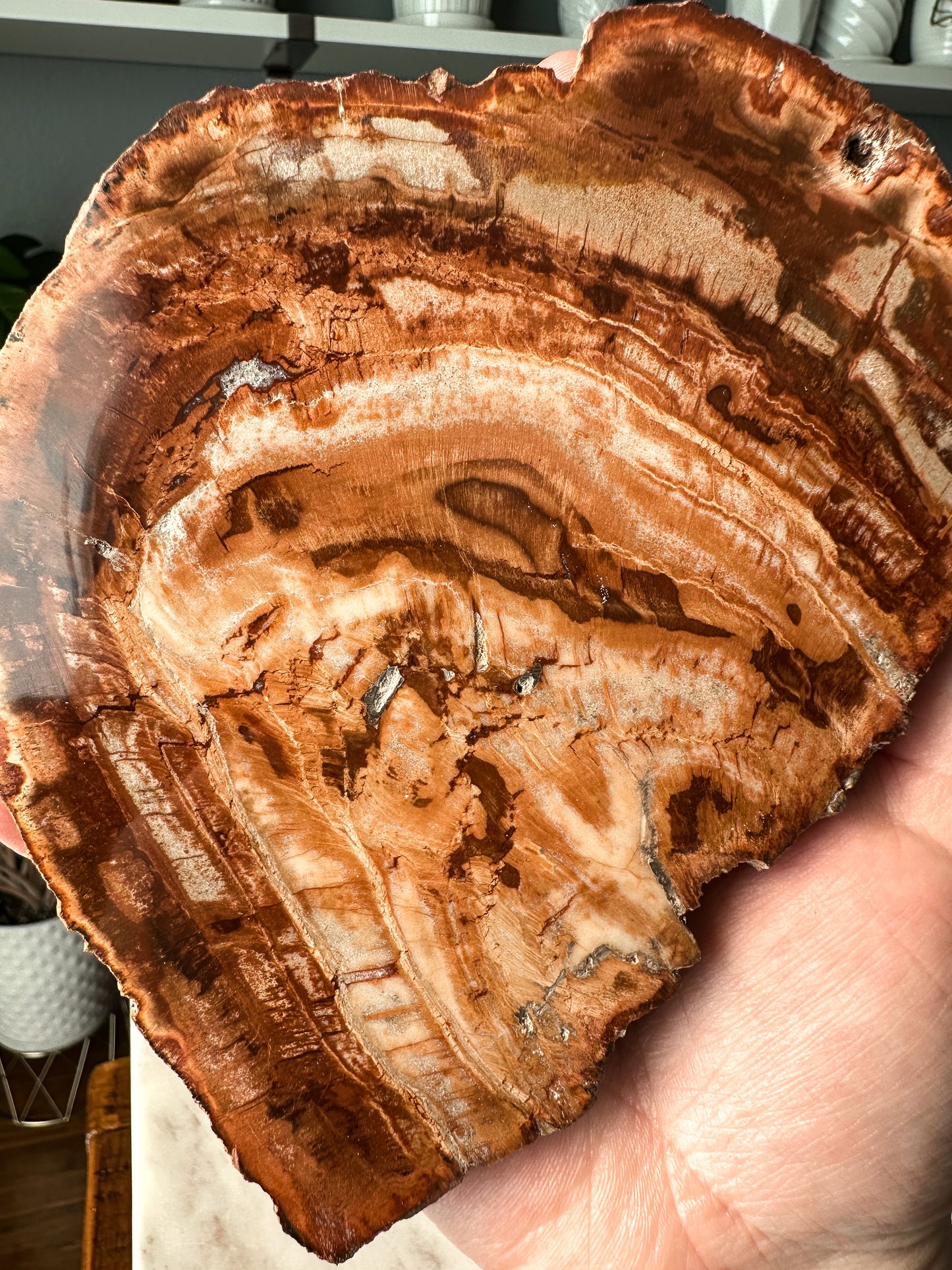 Petrified Wood Slab