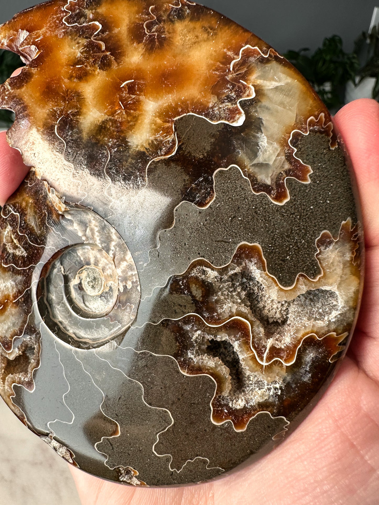 Ammonite