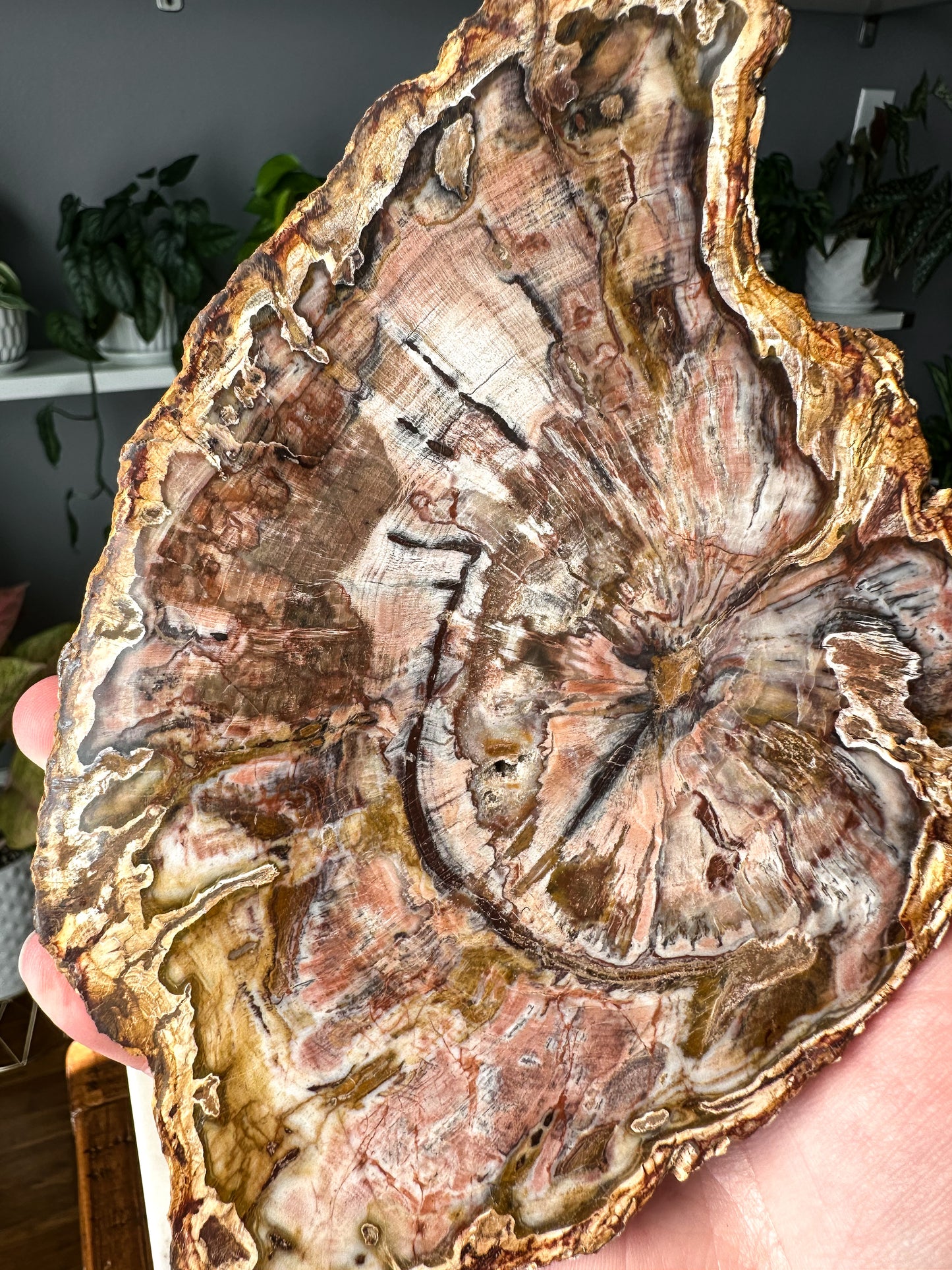 Pink Petrified Wood Slab