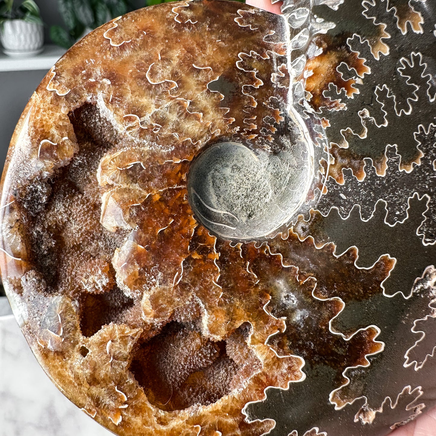 Ammonite