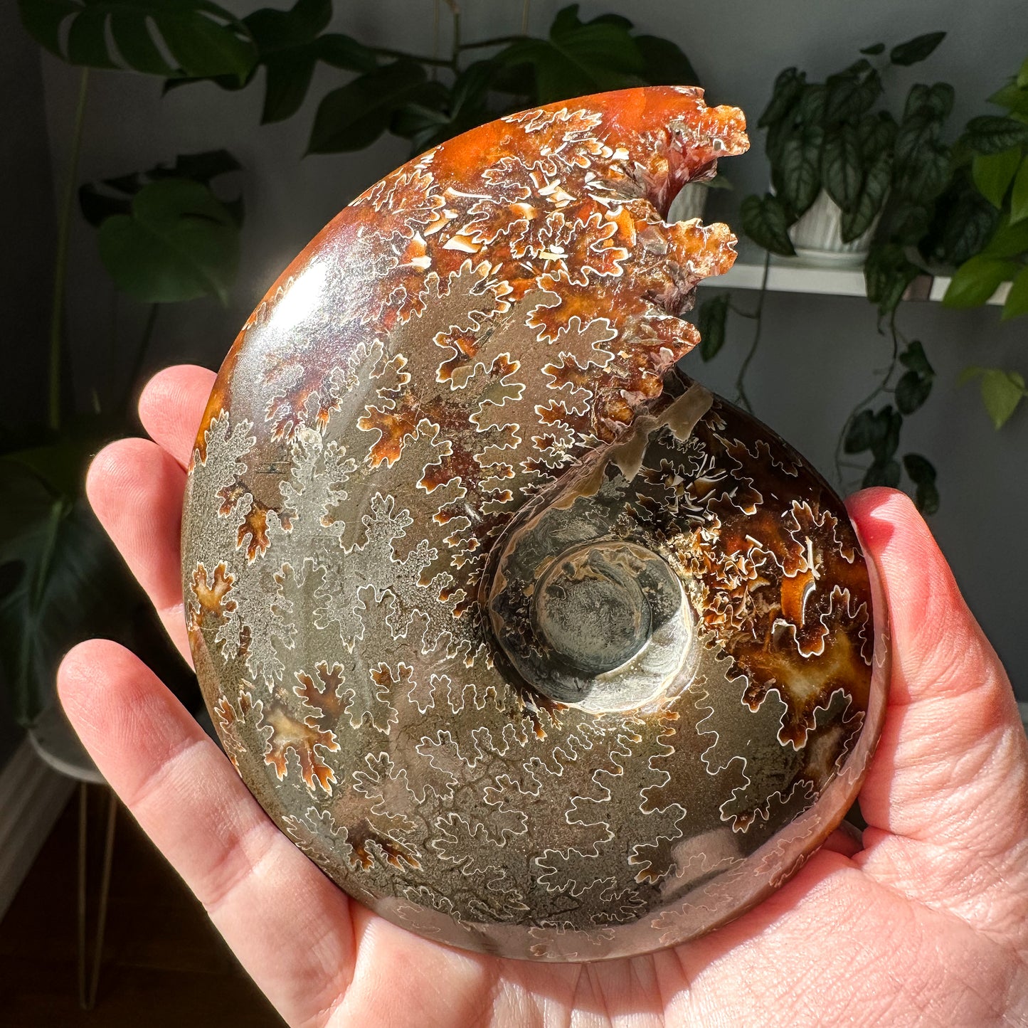 Ammonite