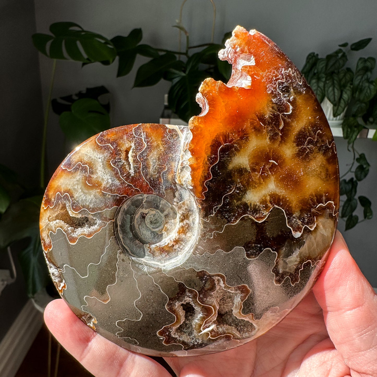 Ammonite