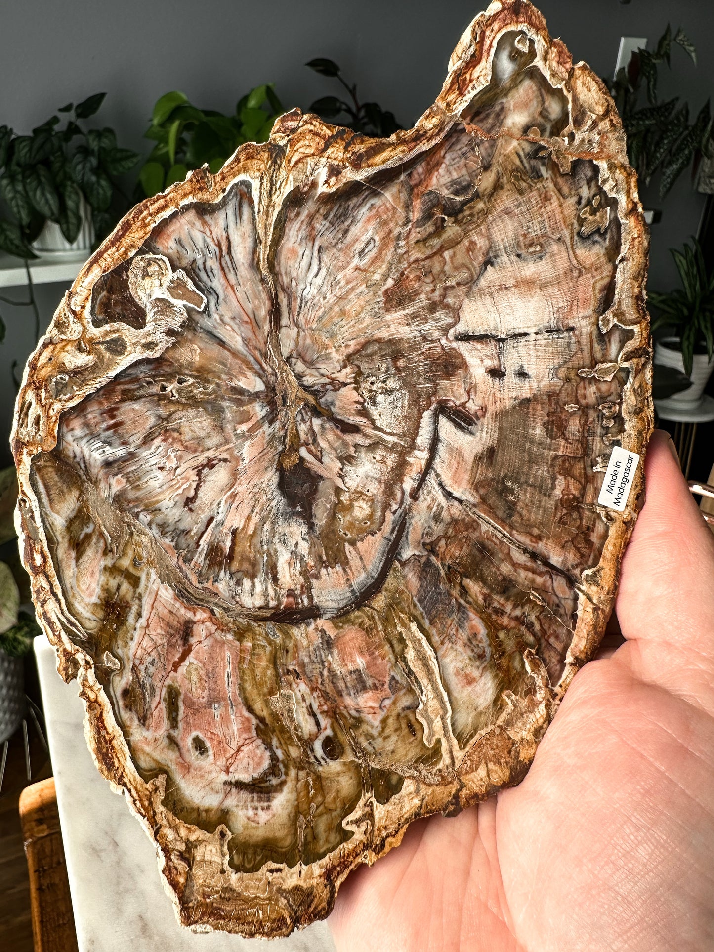 Pink Petrified Wood Slab