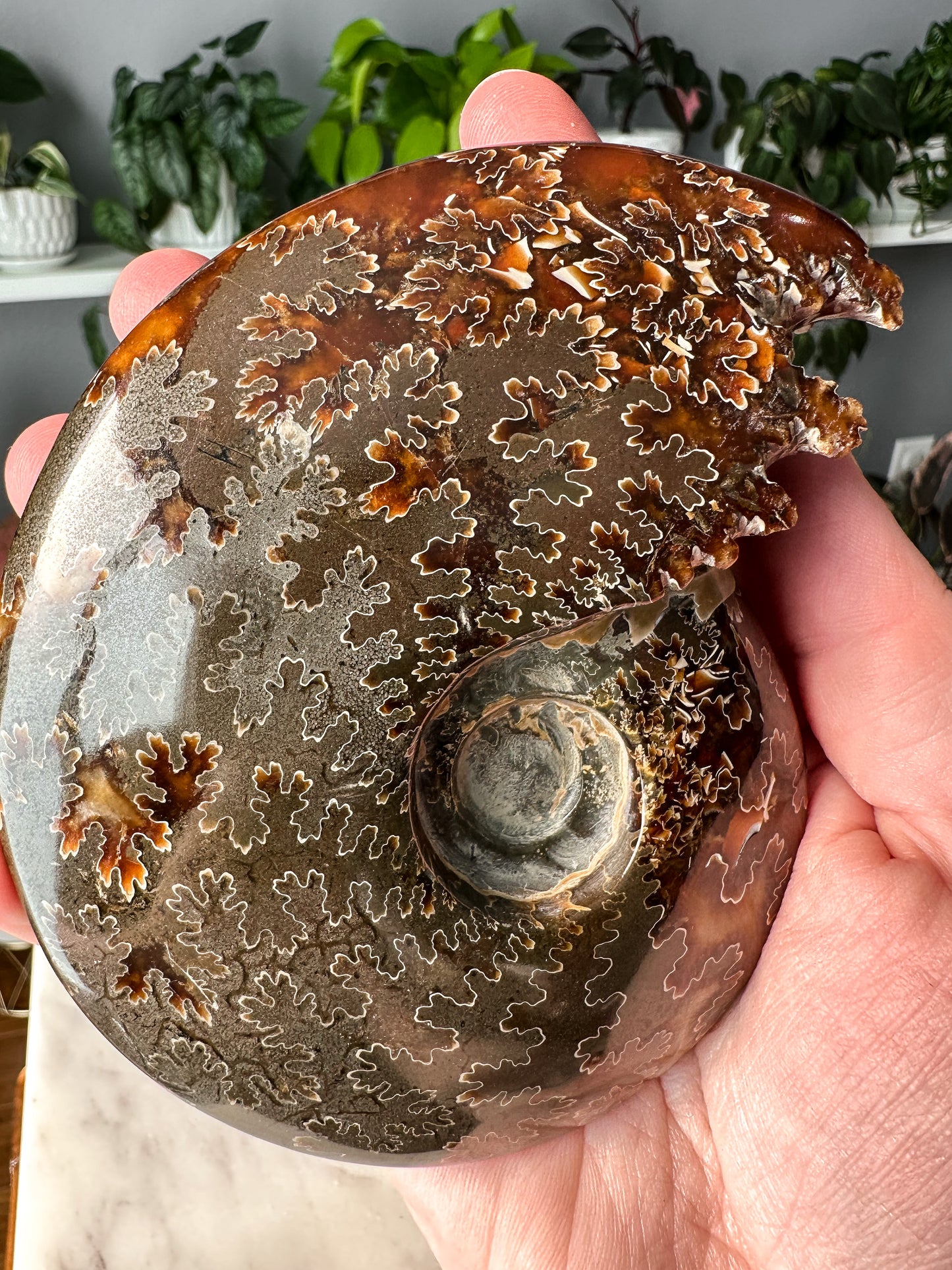 Ammonite