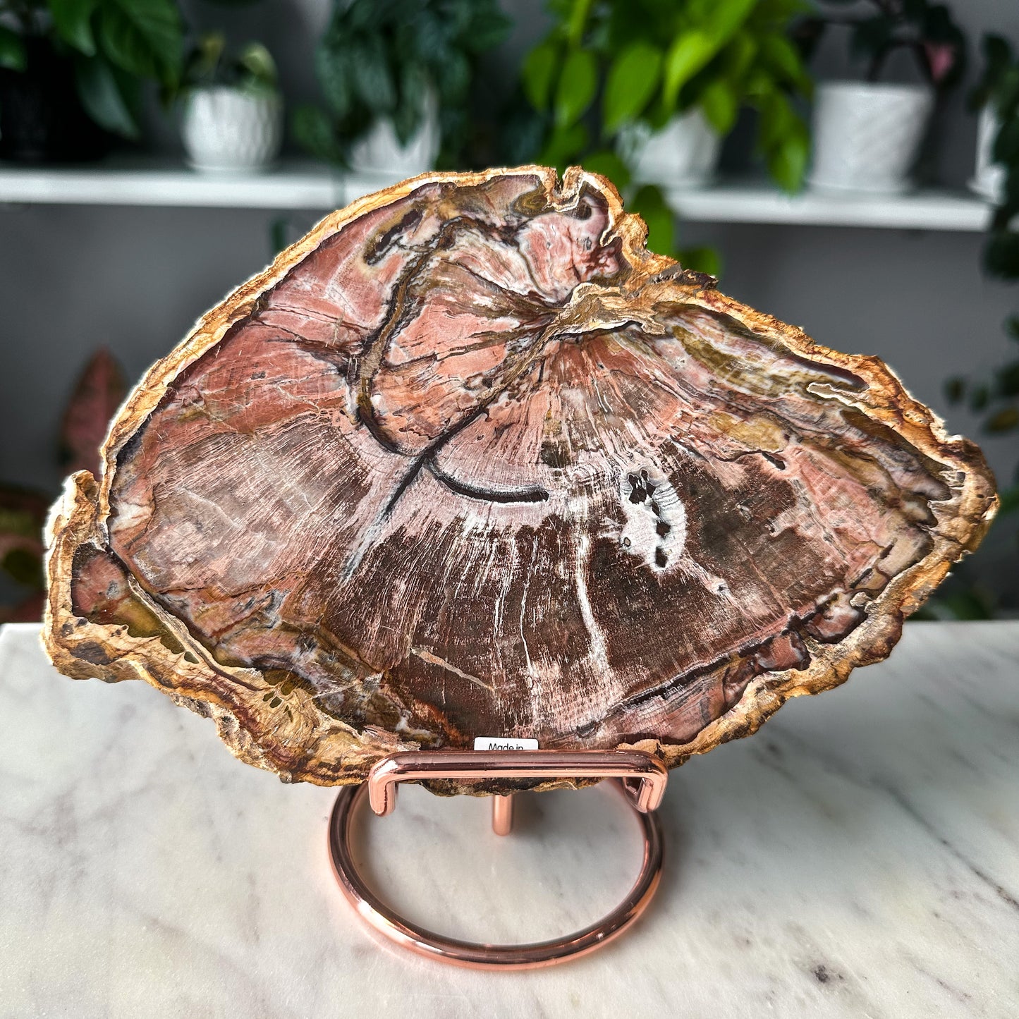 Pink Petrified Wood Slab