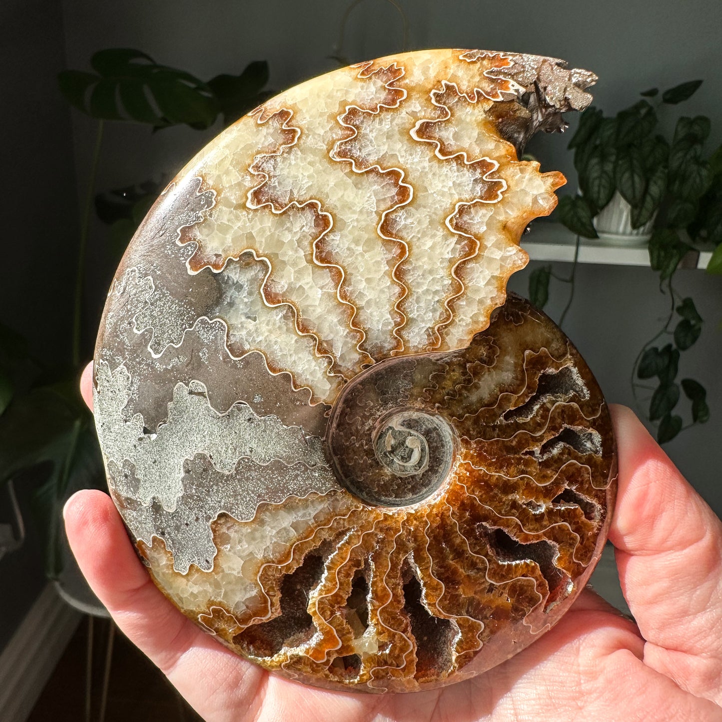 Ammonite