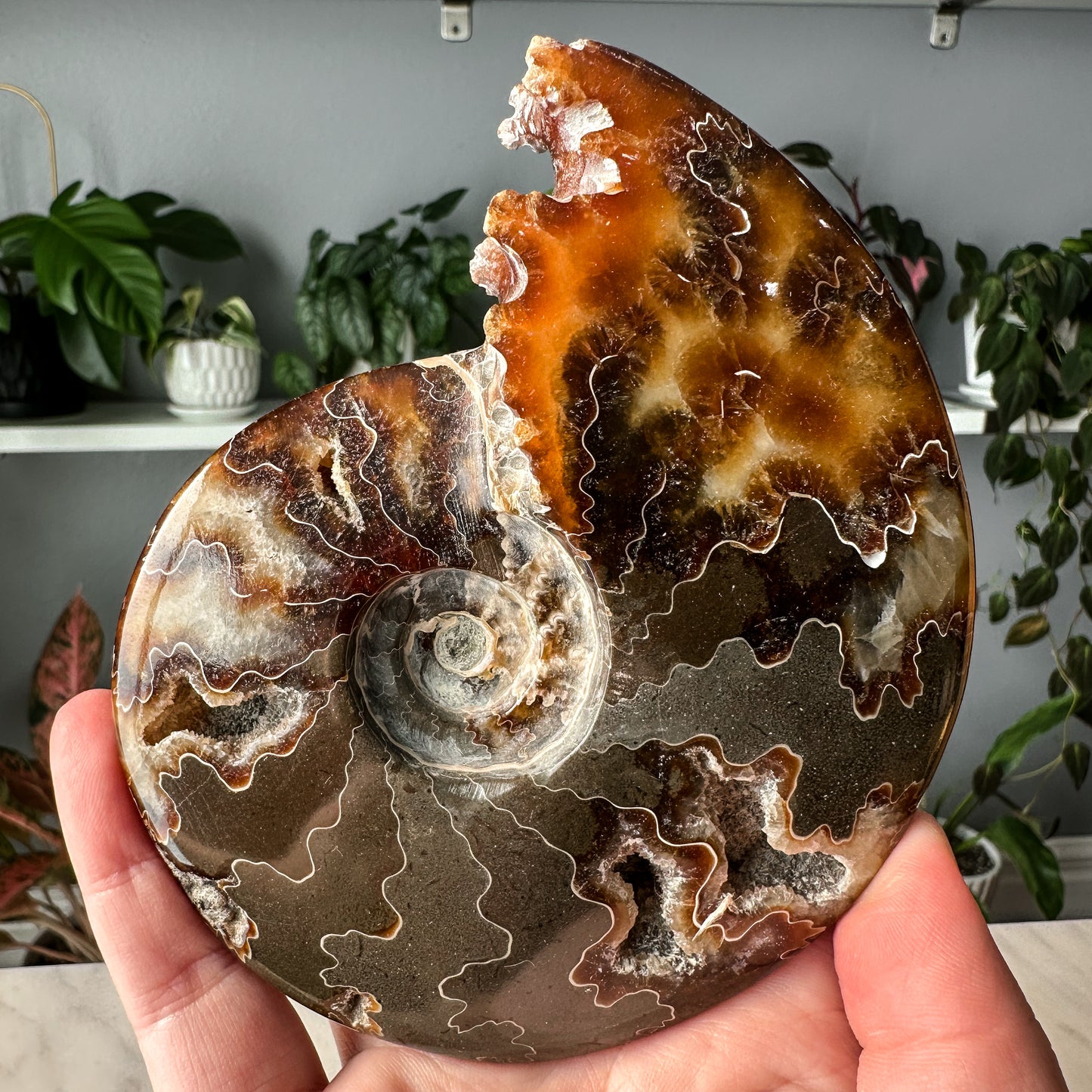 Ammonite