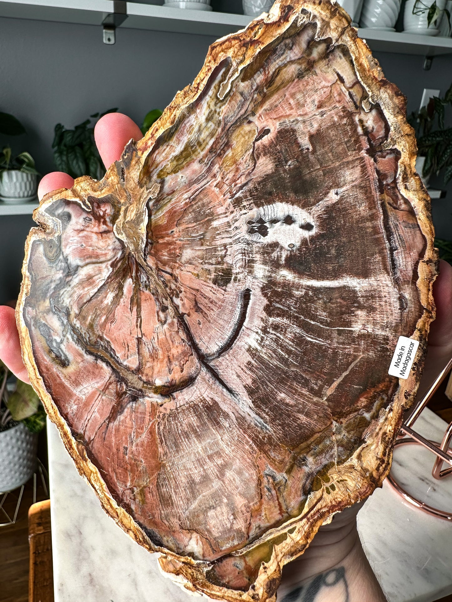 Pink Petrified Wood Slab