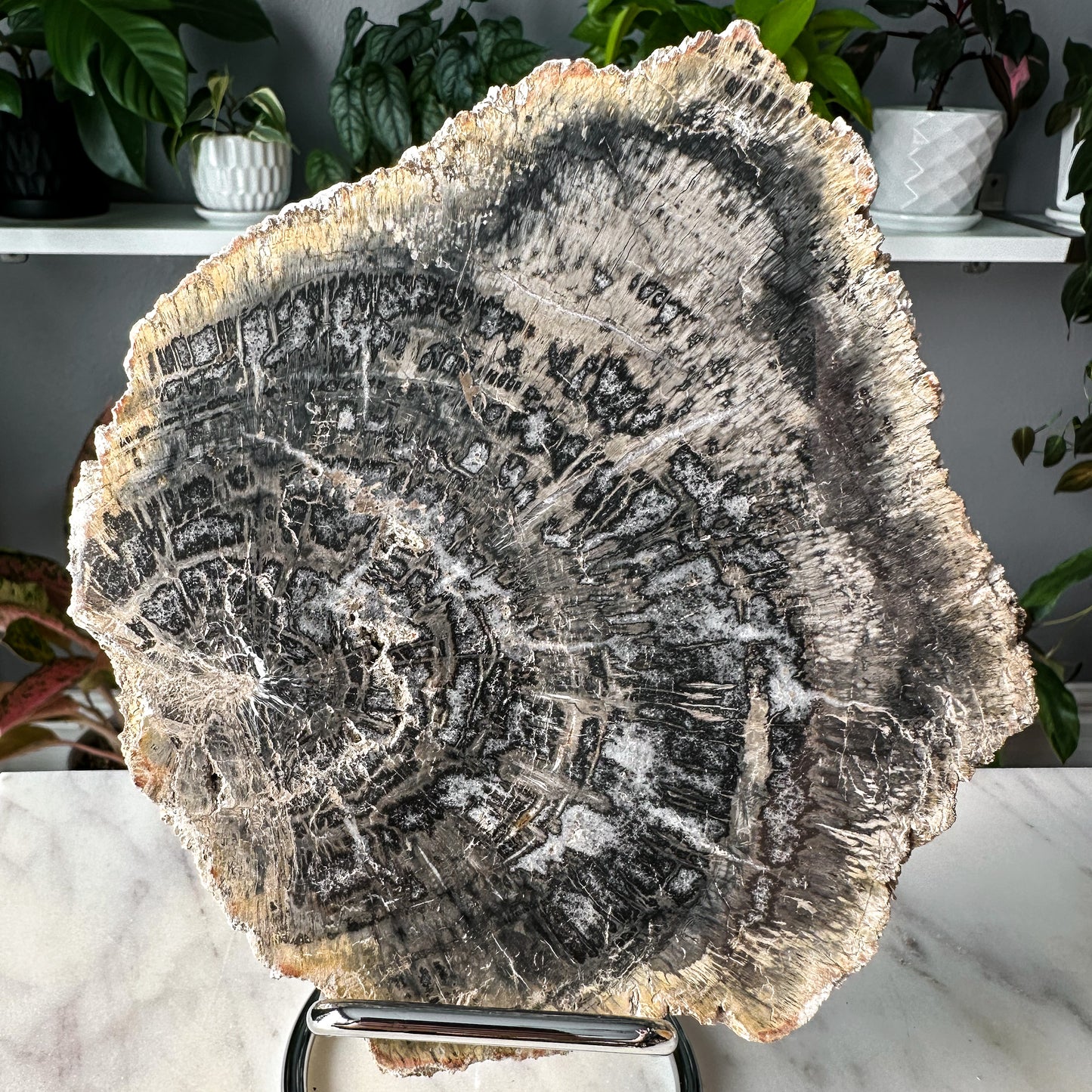 Petrified Wood Slab