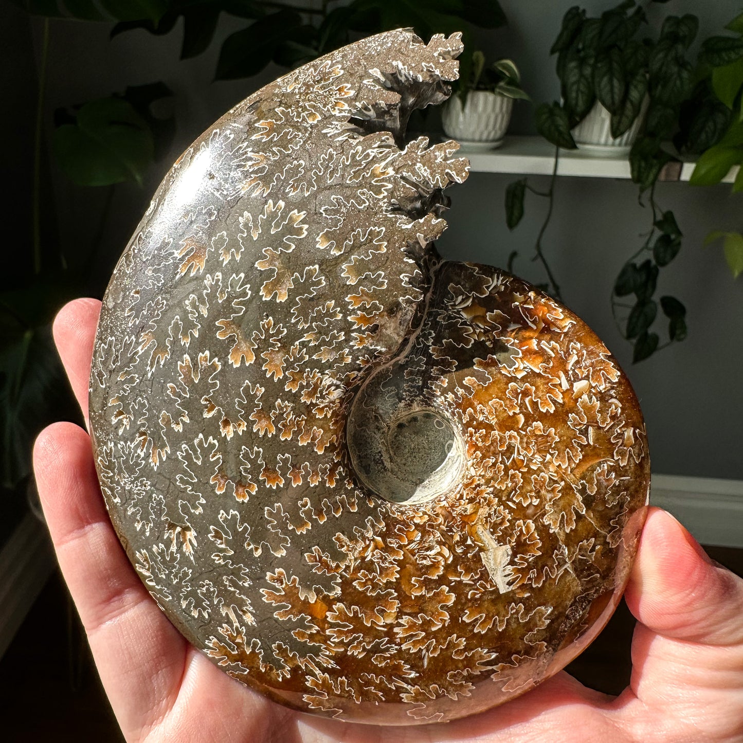 Ammonite