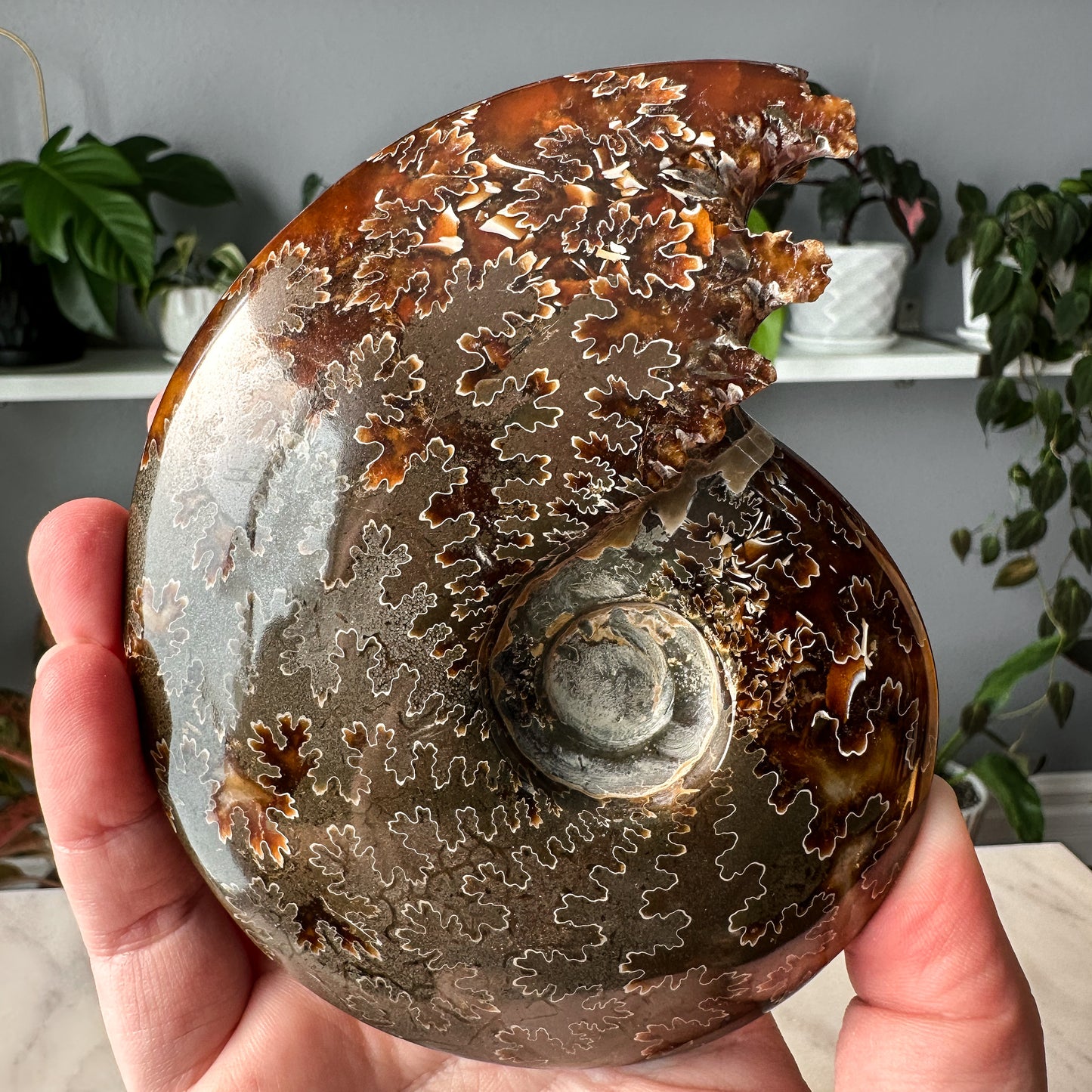 Ammonite