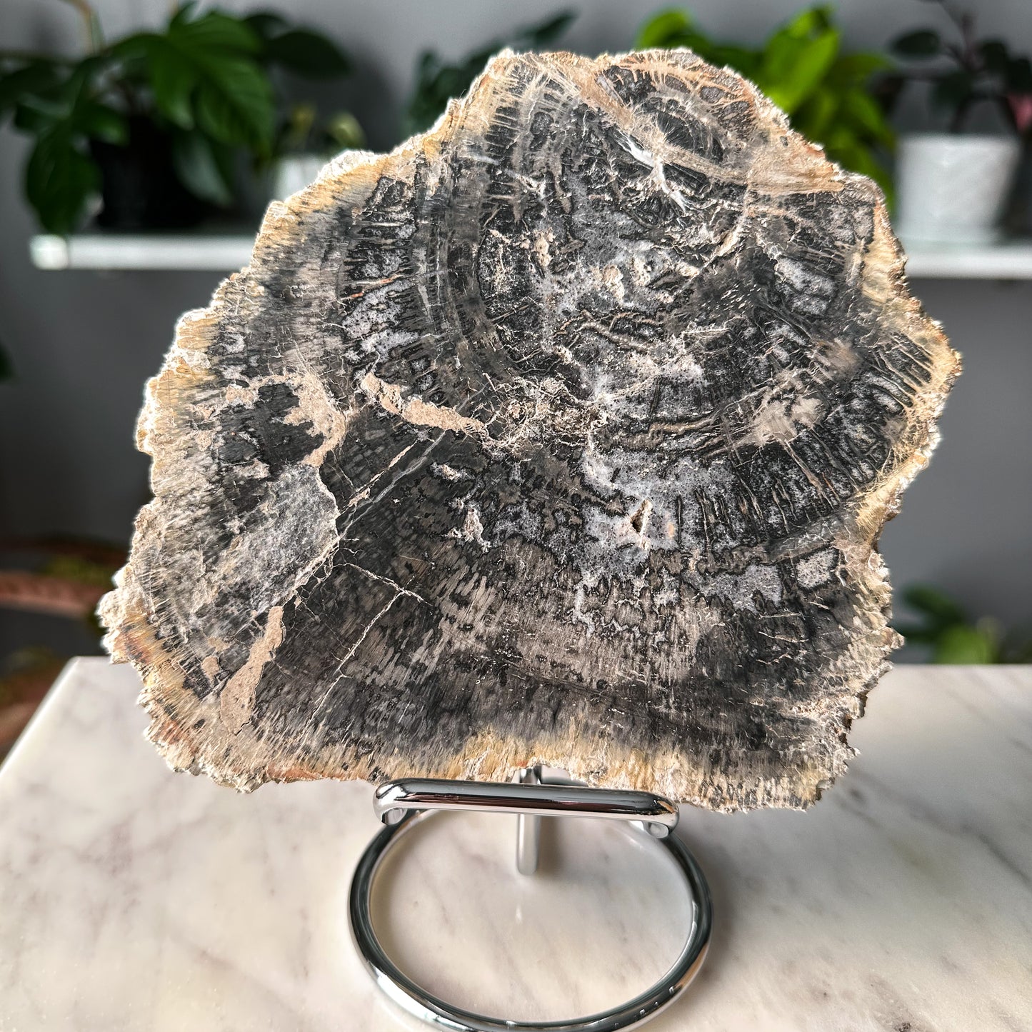 Petrified Wood Slab