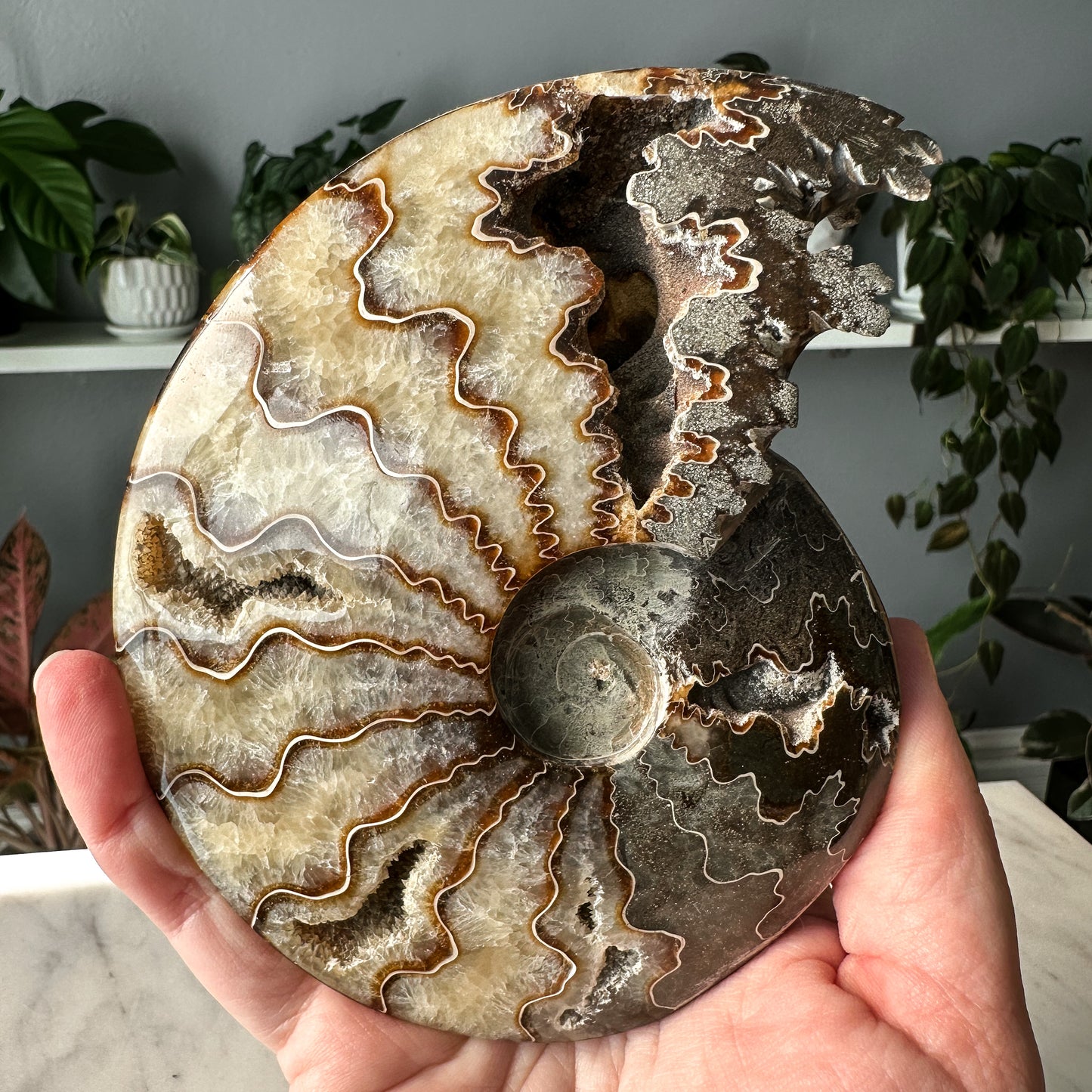 Ammonite