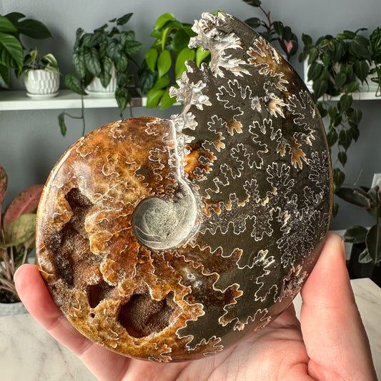 Ammonite