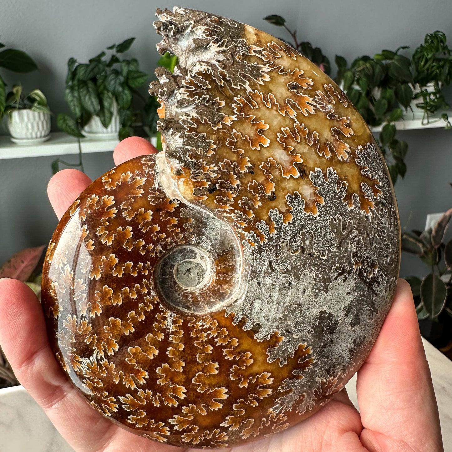 Ammonite