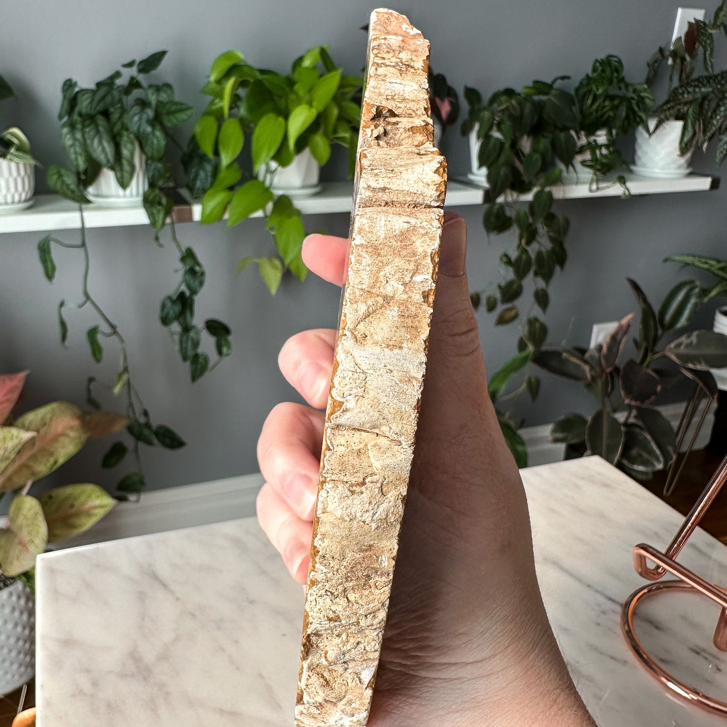 Pink Petrified Wood Slab